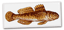 sulcata