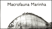 Macrofauna Maritima