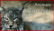 Animais Terrestres