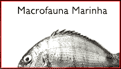 Macrofauna Maritima
